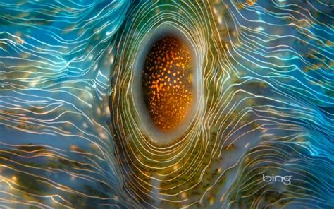 horseshoe clam  rongelap atoll   marshall islands hd wallpapers