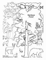 Forest Coloring Deciduous Animals Pages Animal Tundra Rainforest Trees Drawing Biome Printable Habitat Ecosystem Kids Tropical Clipart Labeled Habitats Biomes sketch template