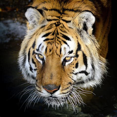 bengal tiger panthera tigris tigris photograph by elementalimaging pixels