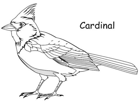 cardinal coloring pages printable  getdrawings