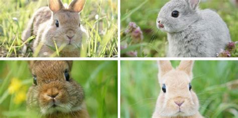these bunnies have a twitter account and you should be