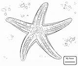 Starfish Tracing sketch template