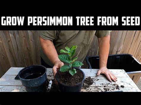 grow persimmon tree  seed youtube