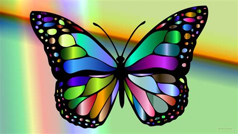 colorful butterfly images hd   hd wallpaper