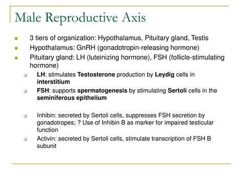ppt male reproductive physiology powerpoint presentation free