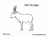 Saiga Coloring Antelope sketch template