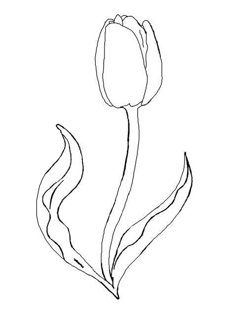 tulip outline drawing  getdrawings