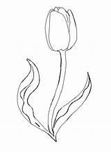 Coloring Tulip Pages Printable Flower Drawing Outline Spring Template Kids Print Color Tulips Watering Flowers Step Sheets Dahlia Easy Templates sketch template
