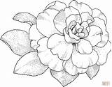 Camellia Camelia Colorear Flor Blossom Supercoloring Disegno Camellias sketch template