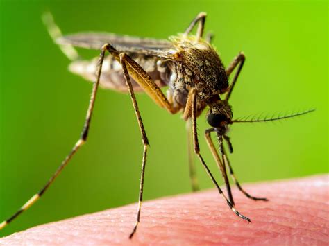 komar opis informacje hurtownia sklep ze srodkami owadobojczymi