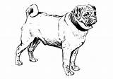 Mops Carlino Cane Carlin Malvorlage Hond Perro Pug Ausmalbild Kleurplaten Målarbild Hunderassen Educol Levriero Pugs Bulldog sketch template