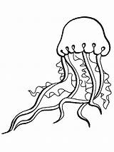 Jellyfish Sea Coloring Animals Pages Outline Clipart Octopus Ocean Animal Simple Box Printable Clip Drawing Cliparts Fish Realistic Jelly Print sketch template