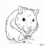 Coloringhome Hamsters Momjunction sketch template