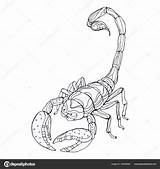 Scorpion Coloring Pages Inspired Adults Vector Stock Birijus sketch template