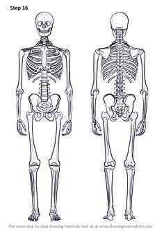 skeletal system diagram  labels printable human skeleton diagram labeled unlabeled