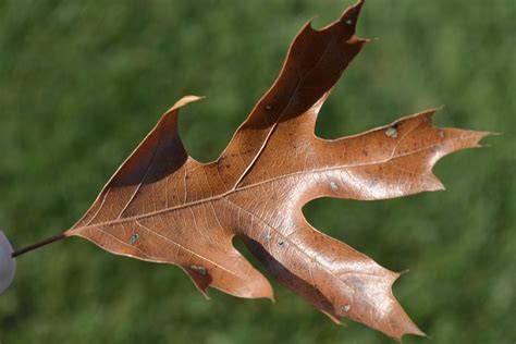 fall brown oak leaf green thumb advice