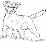 Jack Terrier Russell Coloring Pages Dog Color Dachshund Printable Kids Russel Drawing Colouring Sheets Yorkie Supercoloring Scottish Line Book Puppy sketch template
