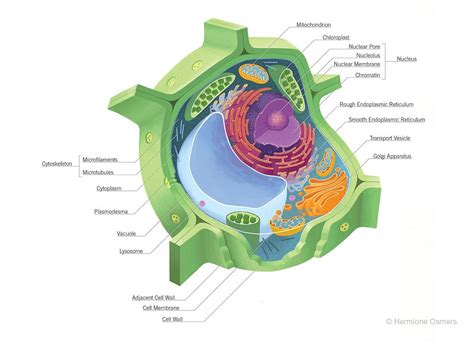 plant cell diagram google search biology diagrams pinterest plant cell
