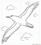 Albatross Draw Coloring Drawing Flight Step Pages Template Shy Printable Line Sketch sketch template