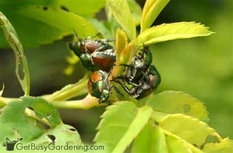 how to control japanese beetles organically get busy gardening