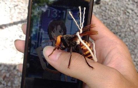 Japanese Giant Hornet Alchetron The Free Social