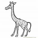 Giraffe Coloringpages101 sketch template
