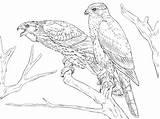 Coloring Pages Hawk Northern Goshawks Cooper Drawing Drawings Supercoloring Main Birds sketch template