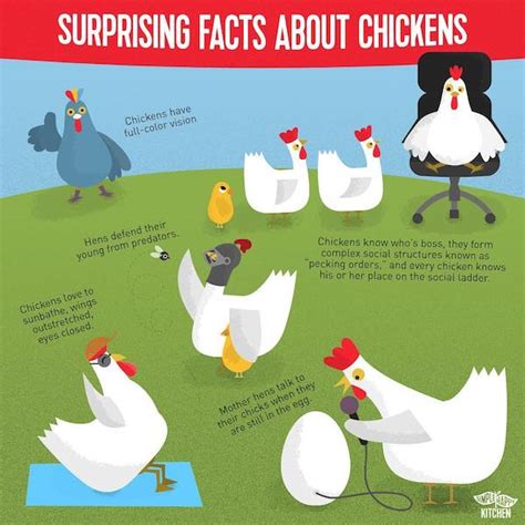 surprising facts  chickens simple happy kitchen