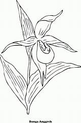 Anggrek Bunga Sketsa Mewarnai Lukisan Tanaman Hias Menggambar Mantul Pensil Satu sketch template