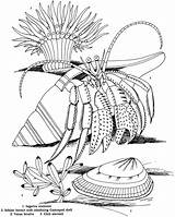 Crab Coloring Hermit Pages Shell Spider Kids Color Coloriage Crustacean Printable Imprimer Hermite Bernard Colouring Colorier Coquillage Drawing Et Dover sketch template