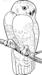 owl ideas animal coloring pages owl coloring pages owls drawing