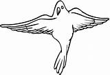 Dove Coloring Pages Bird sketch template