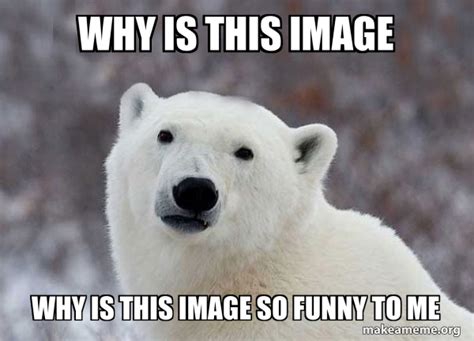 image    image  funny   popular opinion polar bear   meme