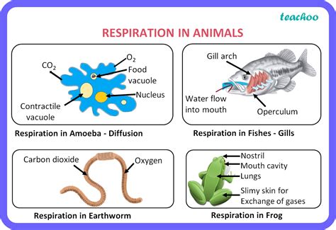 respiration  animals biology class  life processes