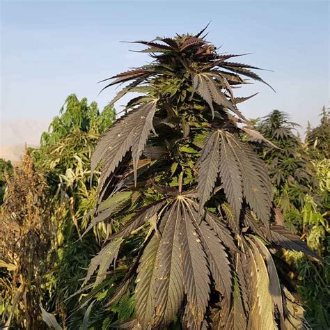 khash afghan selection   experts  stealthy cannabis seed delivery stealthy seeds