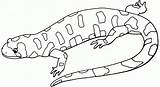 Lizard Kids Coloring Pages Gecko Salamander Drawing Template Printable Gila Monster Outline Print Templates Getdrawings Sketch Bestcoloringpagesforkids sketch template