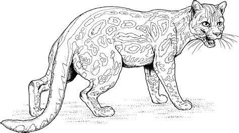 coloring pages big cats coloring page blog