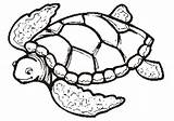 Turtles Printable Turtle Cartoon Pages Coloring Sea Clipart Library sketch template