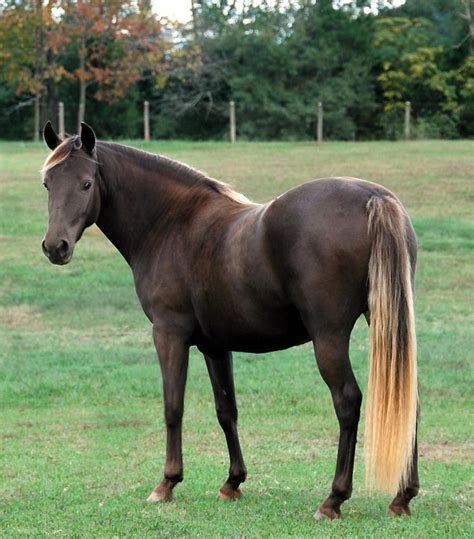 morgan horse     breeds  evolve  america    refined breed
