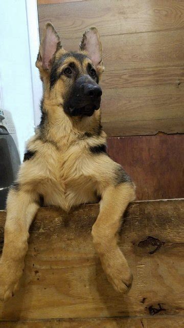 heavy bone german shepherd pups import lines for sale adoption from