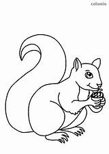 Squirrel Nut Squirrels sketch template