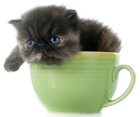 teacup cats  miniature cats  happy cat site