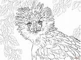 Coloring Pages Leopard Amur Getdrawings sketch template