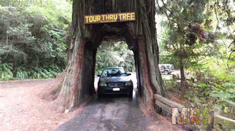 The Huge Redwood National Forest M R S Storage Solutions