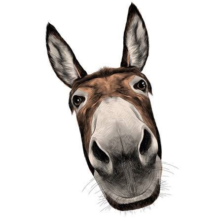 donkey head clipart   cliparts  images  clipground