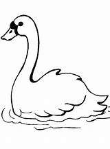 Cisnes Cisne Swan sketch template