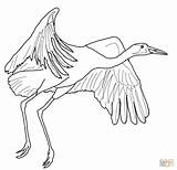 Crane Siberian Whooping Crowned Designlooter Getdrawings sketch template
