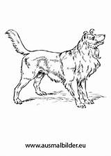 Collie Ausmalbilder Hunde Ausmalbild Welpen Dackel Vorlage Hunden Terrier sketch template