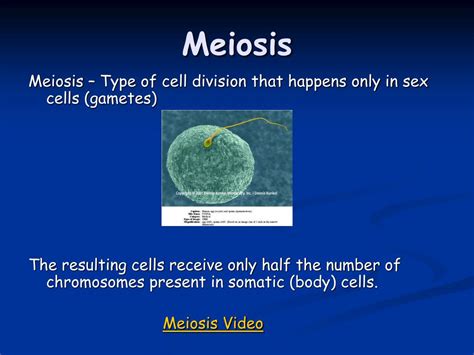 Ppt Meiosis Powerpoint Presentation Free Download Id 1452067