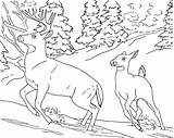 Coloring Pages Doe Buck Kids Realistic Deer Animal Template Printable Animals Wildlife Color Wild Book sketch template